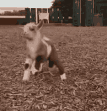 Dancing Goat