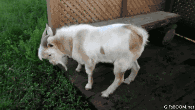 Fainting Goat